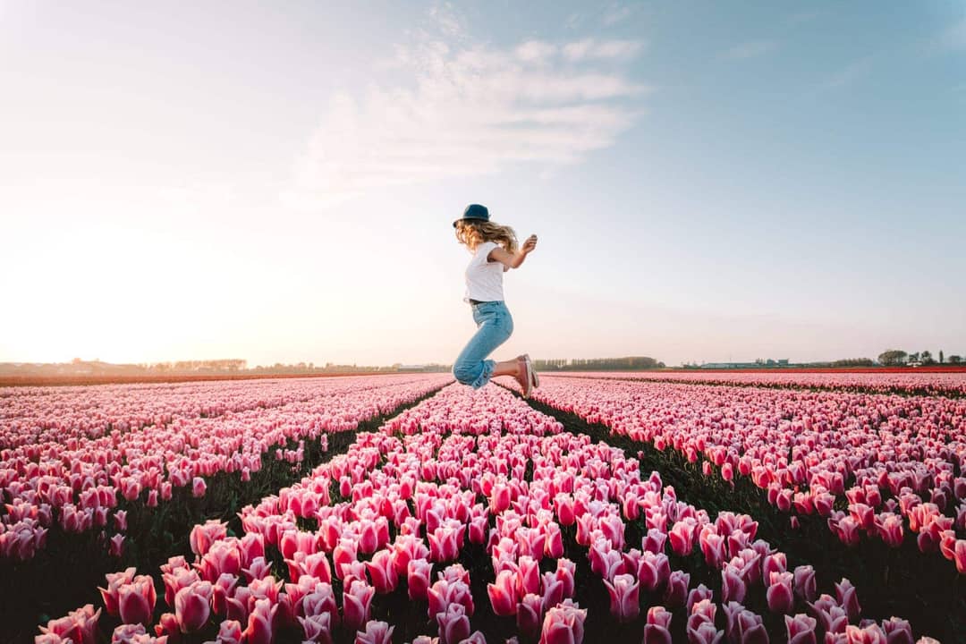 tulips netherlands jump
