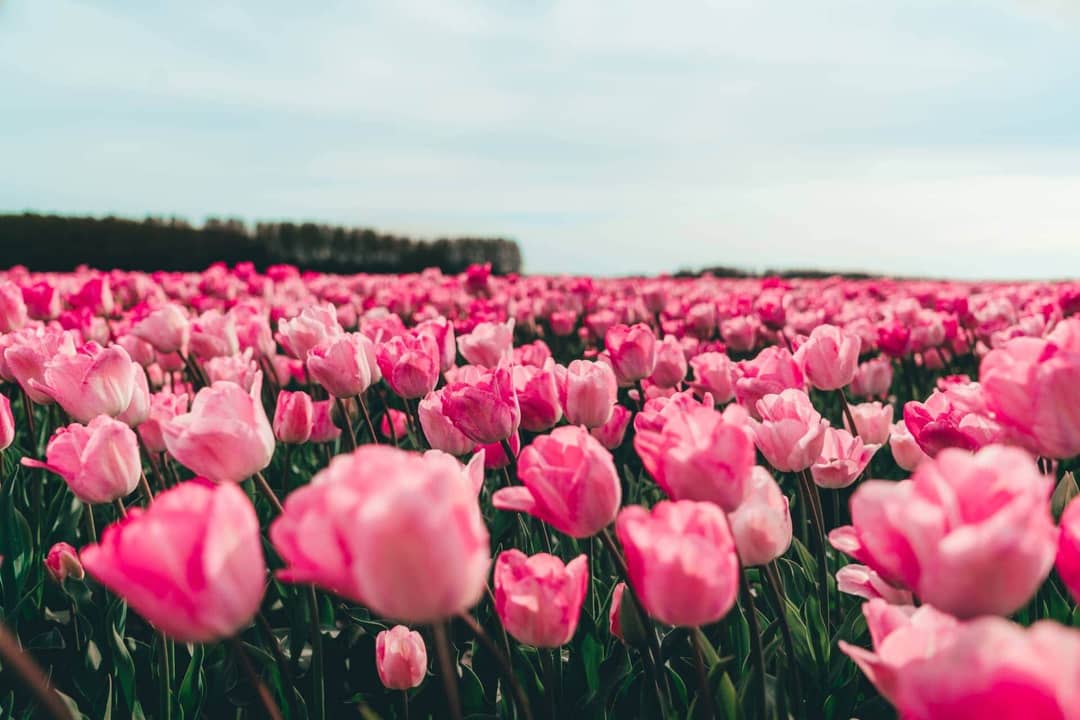 tulips netherlands pink flowers