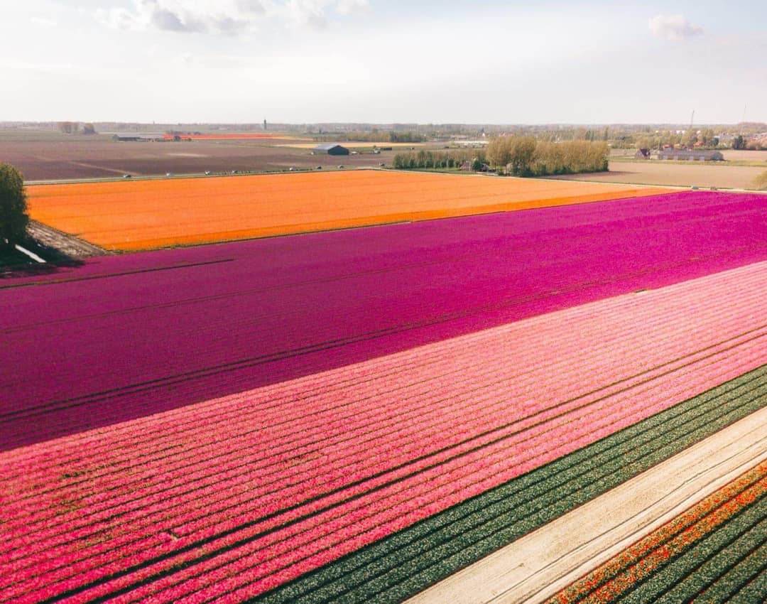 tulips netherlands rainbow field