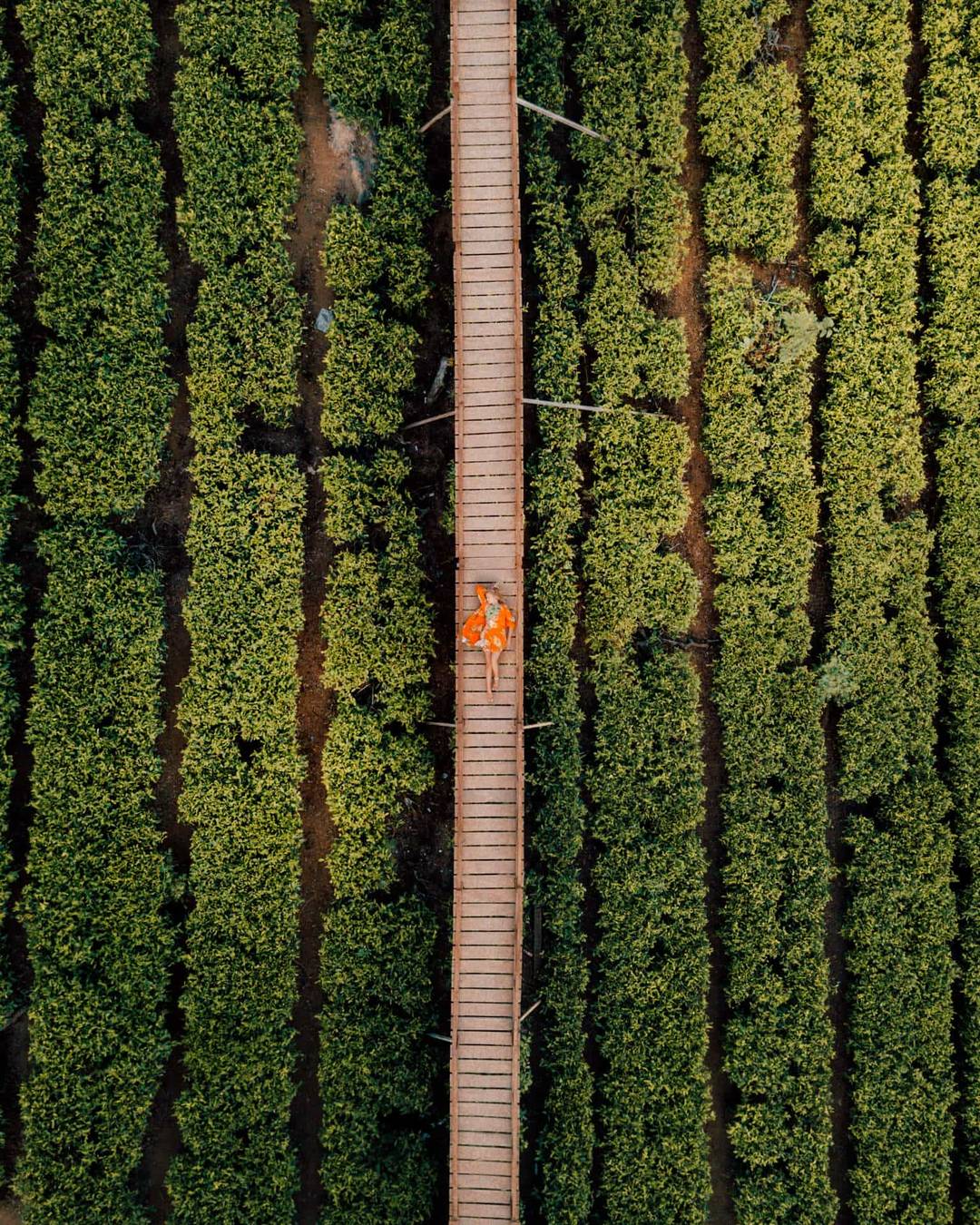 indonesia route java bali flores tea plantation