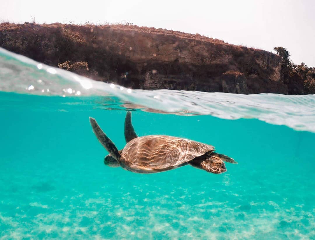 indonesia route java bali flores turtle