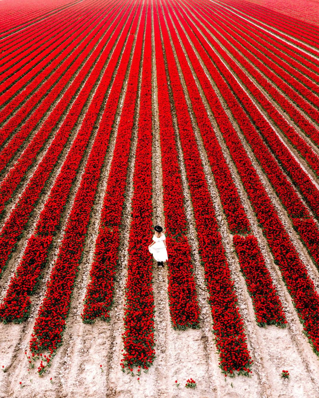 best tulips netherlands fields