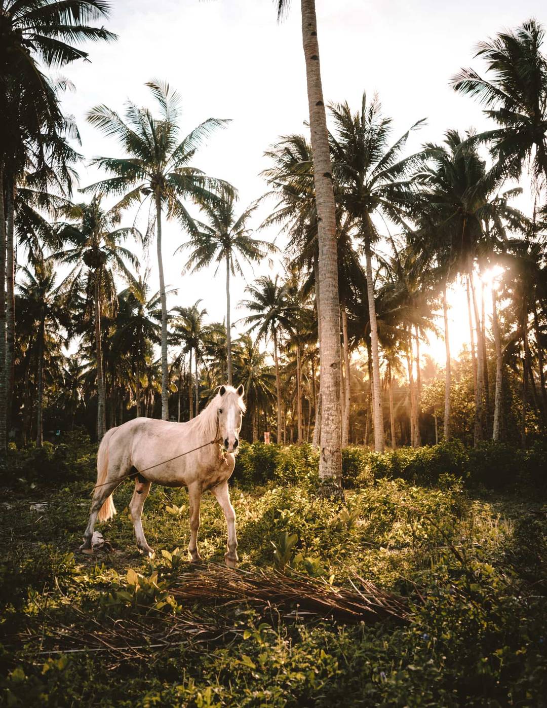 siargao philippines horse