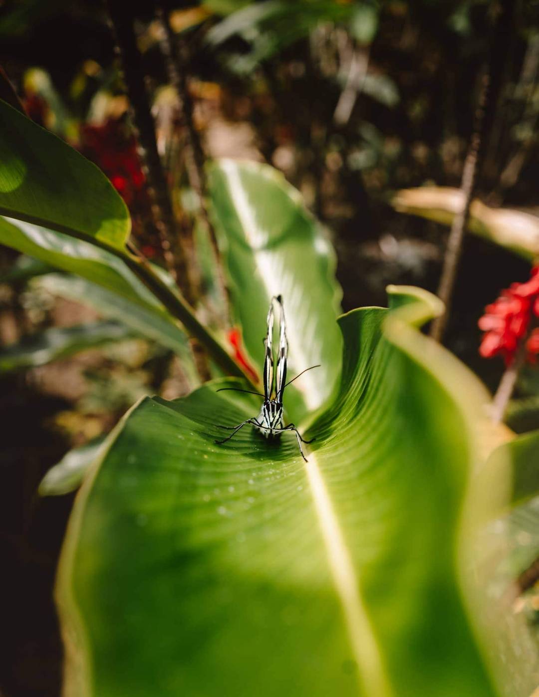 dingen om te doen Siquijor Butterfly Sanctuary