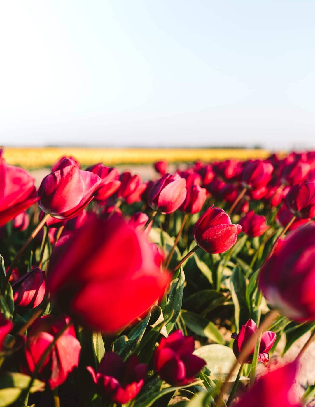tulips fields netherlands pink