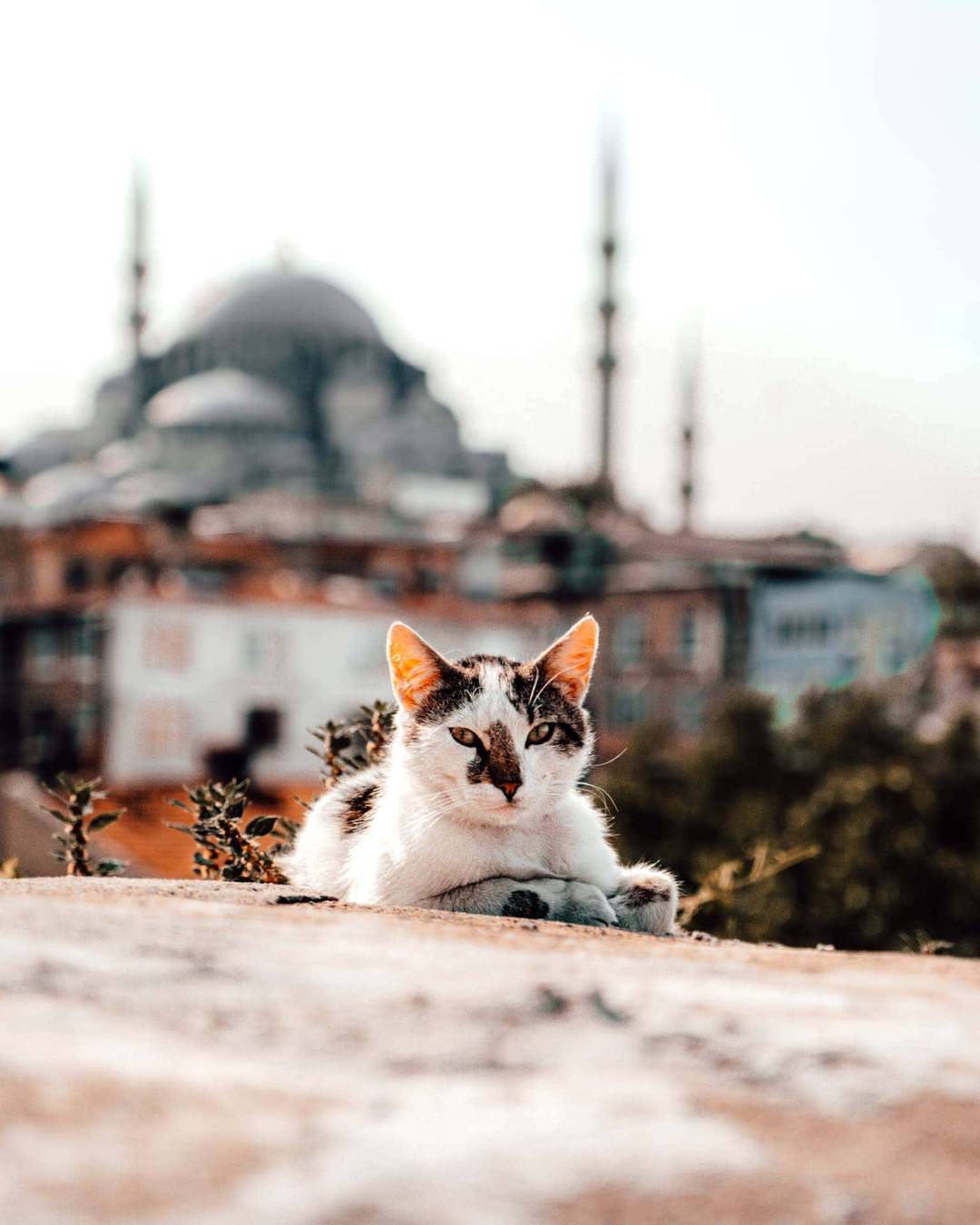 kubbe istanbul