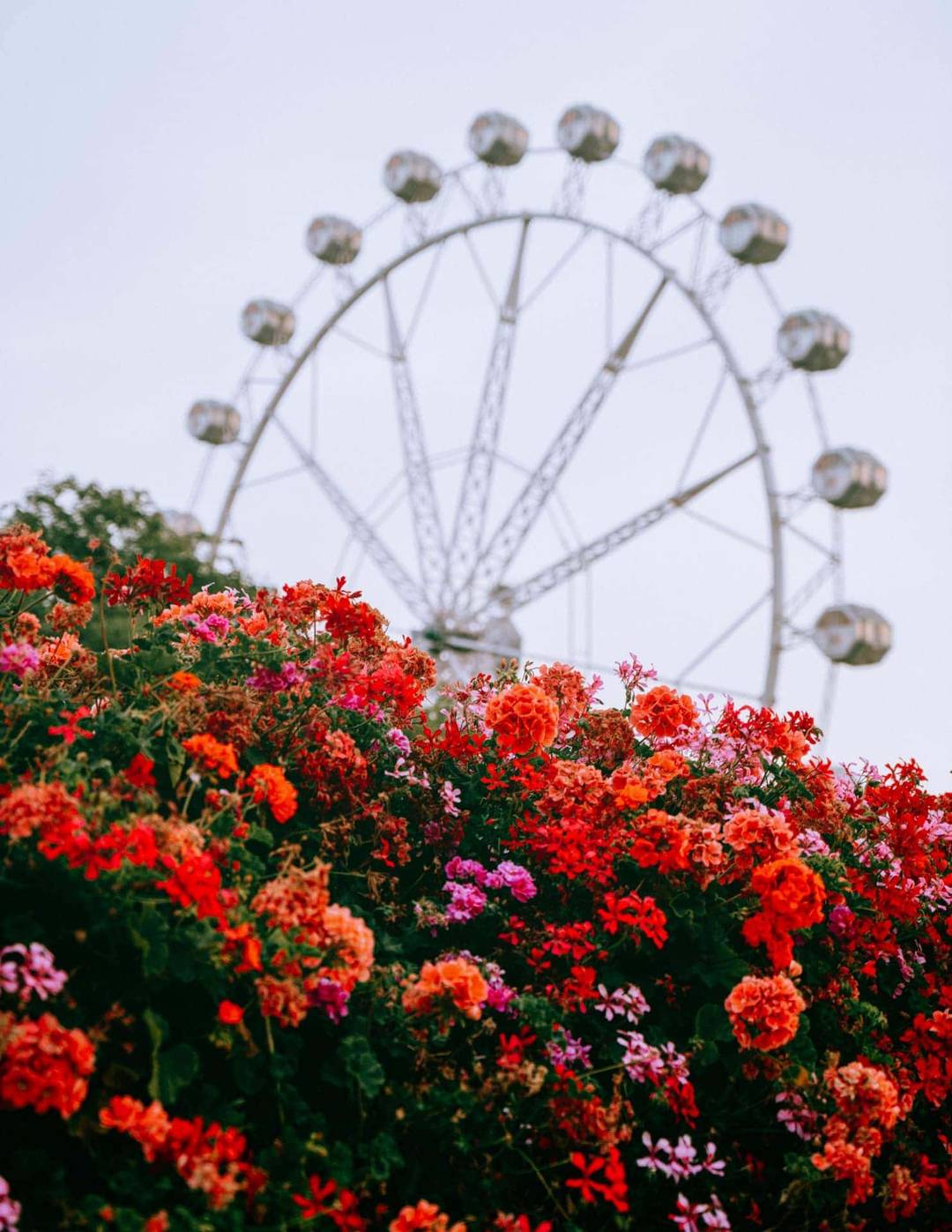 spain flowers