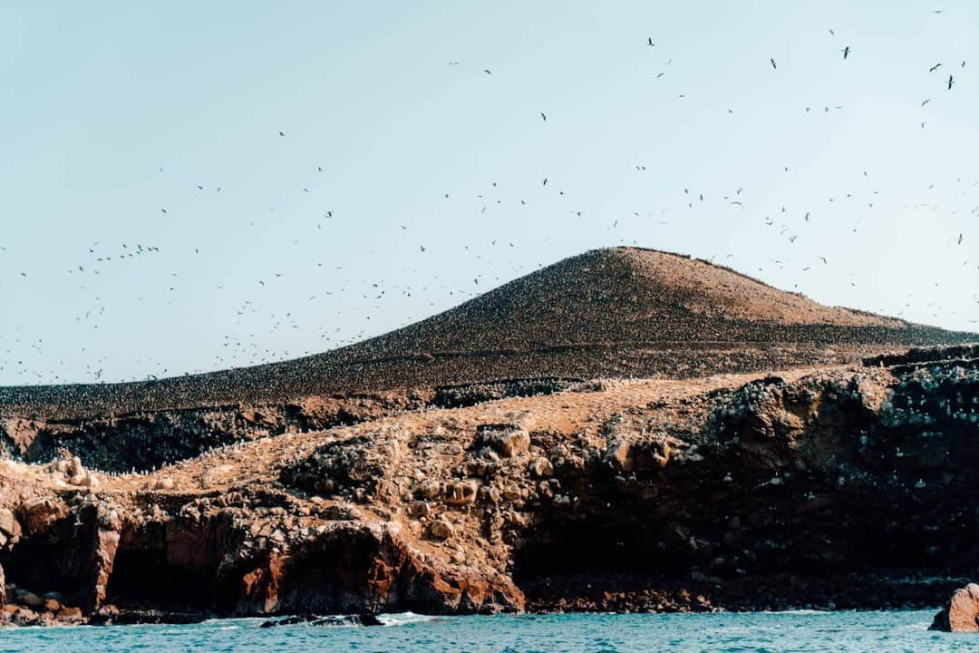 Ballestas Peru