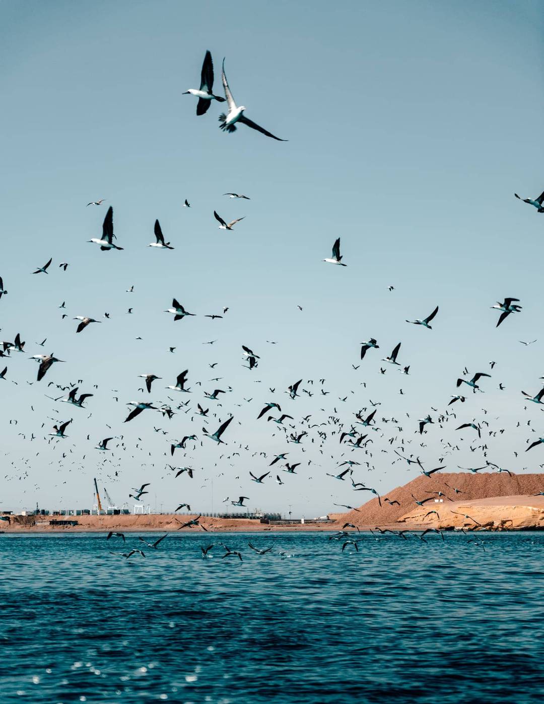 Ballestas eilanden vogels
