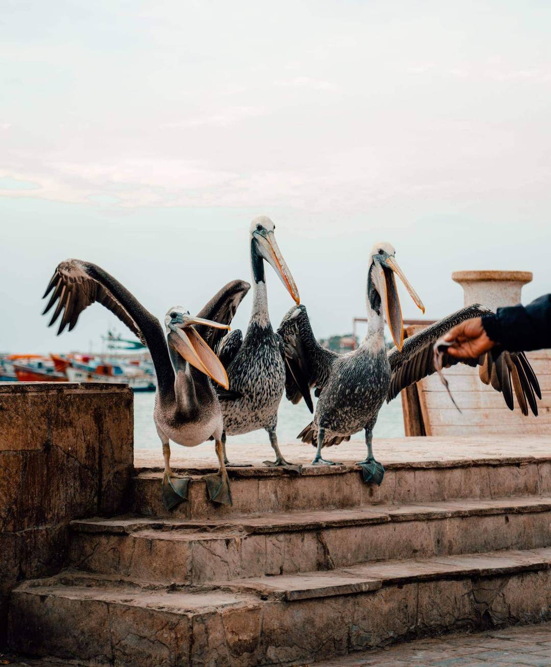 pelikanen paracas peru