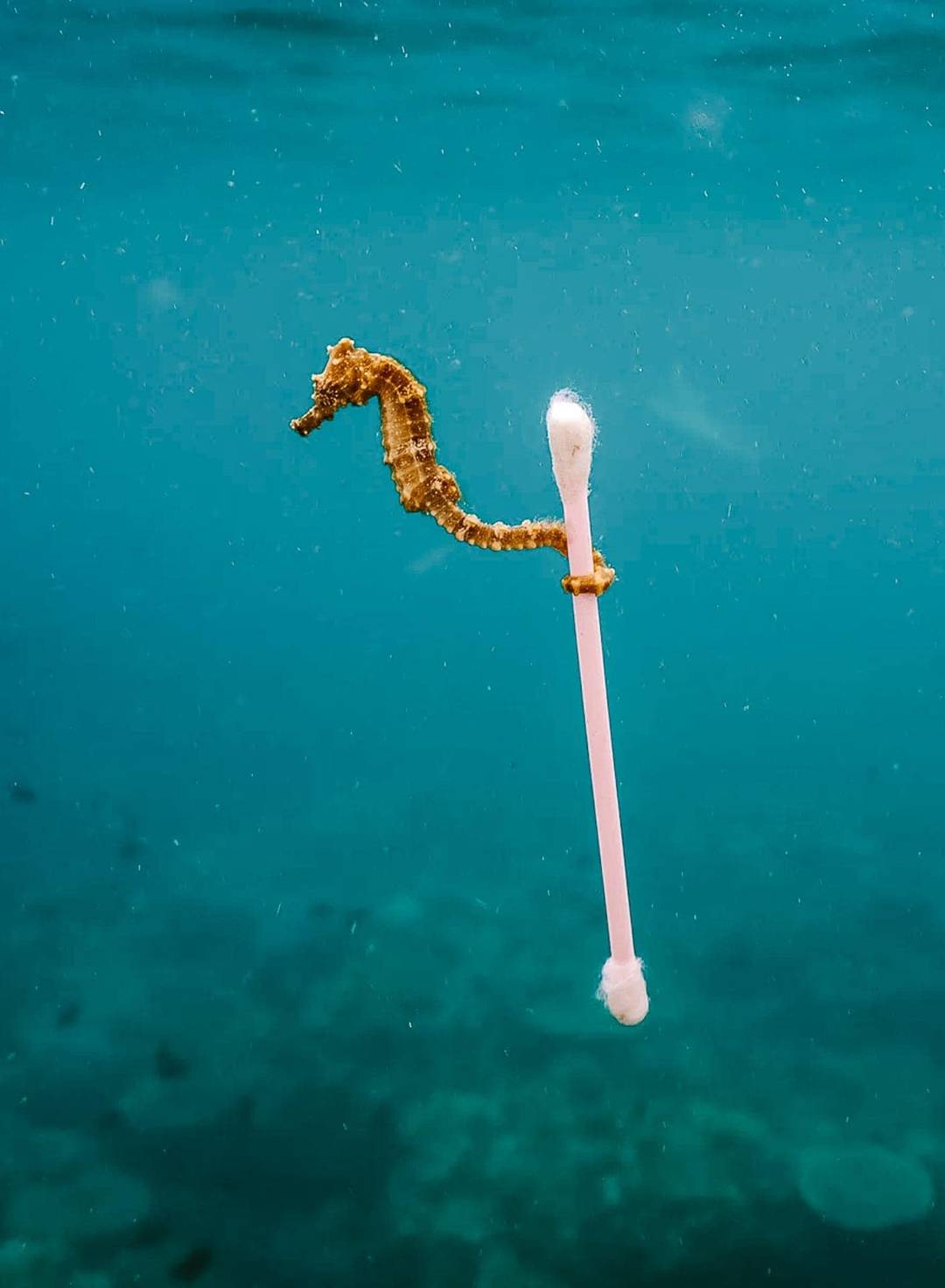 Justin-Hofman-seahorse-cotton-swab