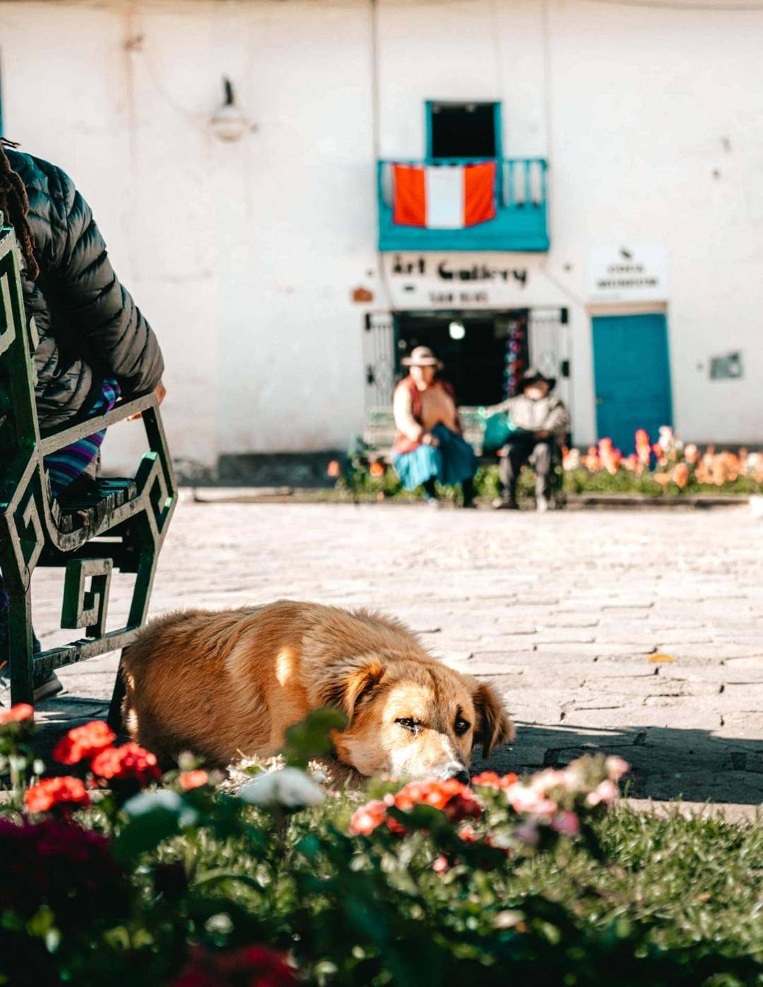 dogs peru
