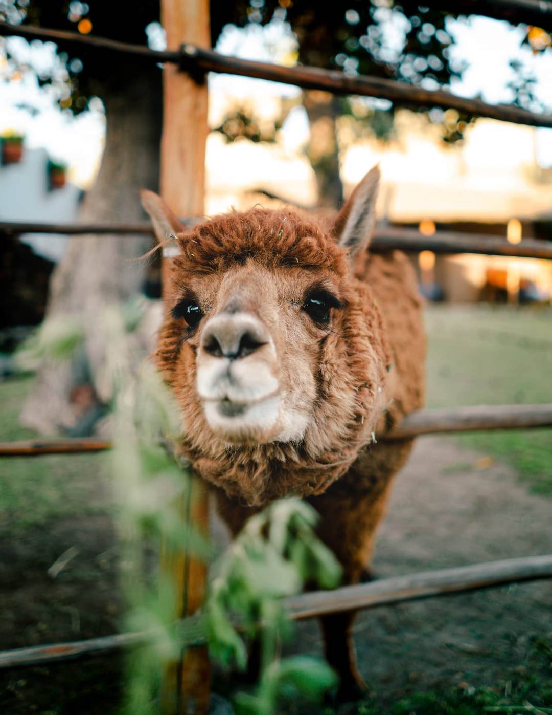 peru travel Alpaca