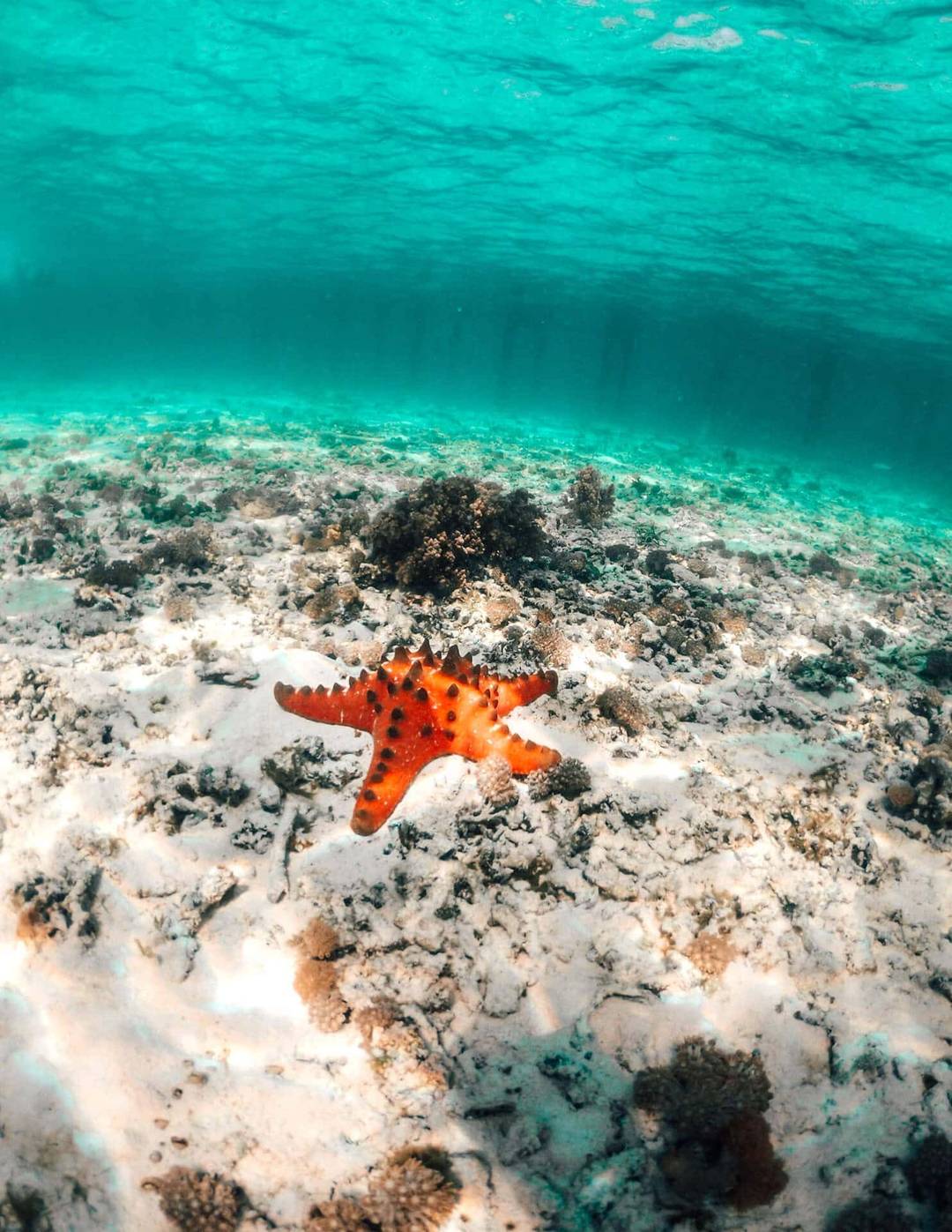 clean ocean plastic