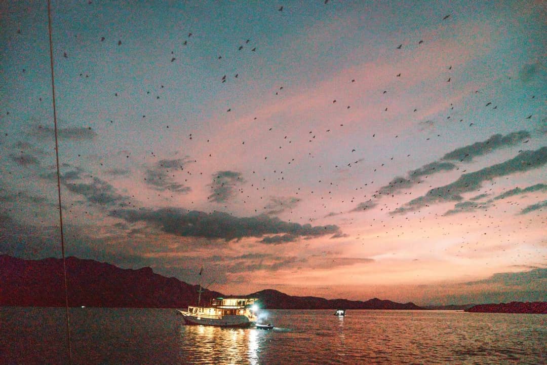 kalong island bat komodo