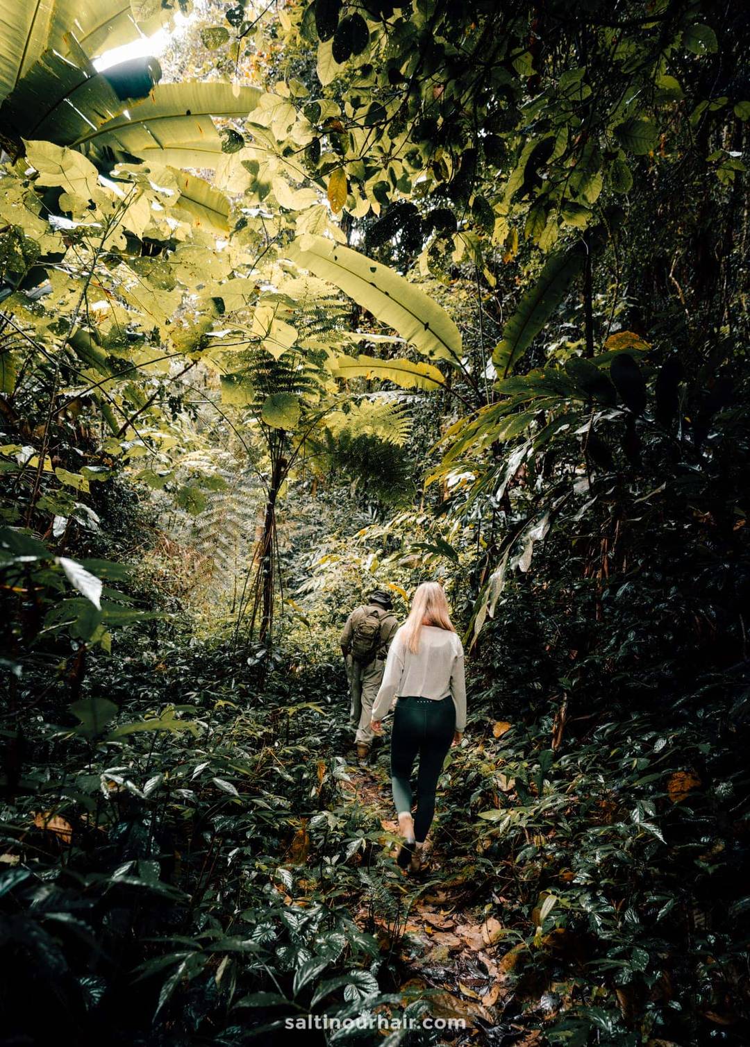Jungle Trail malaysia