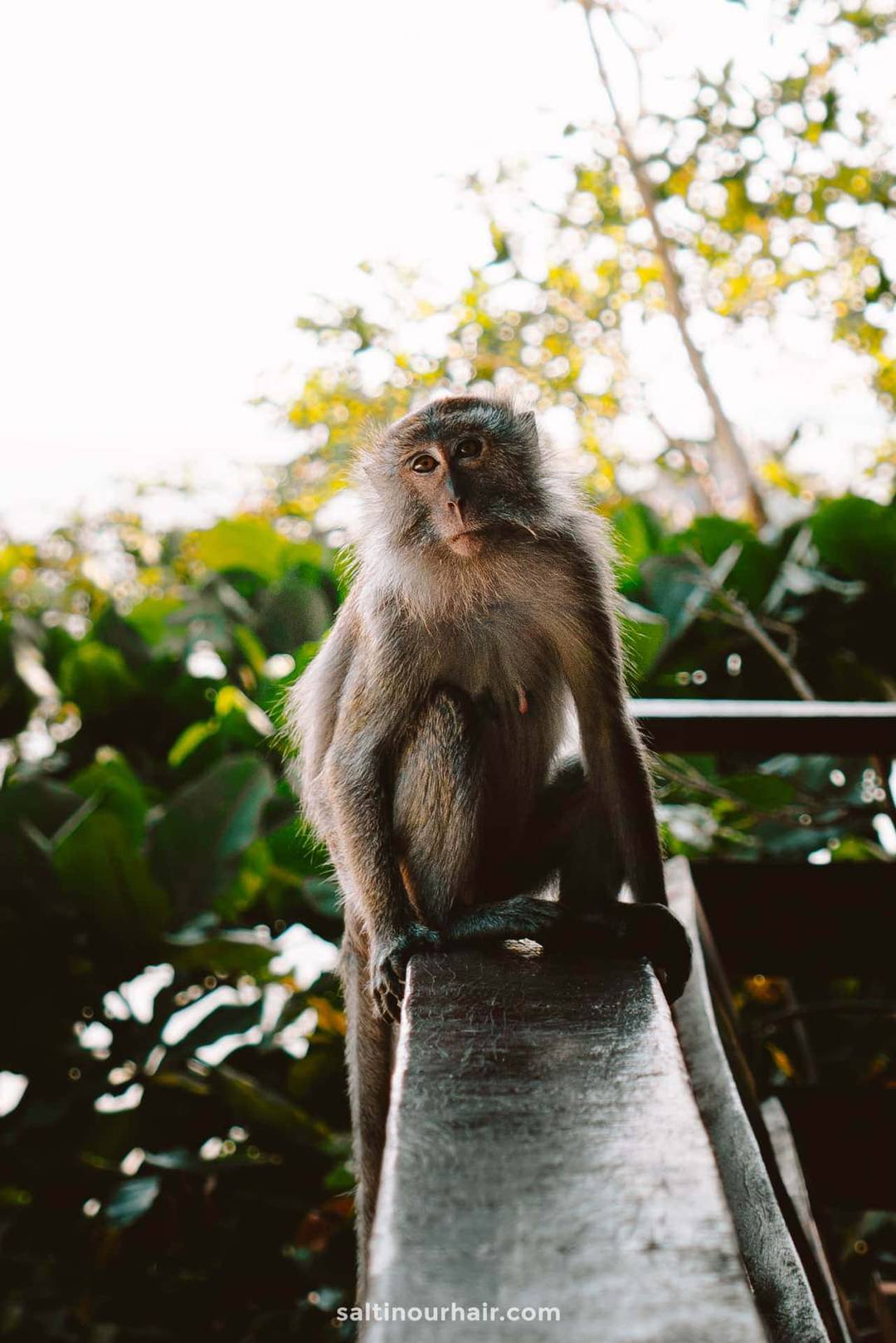 Penang National Park malaysia monkey