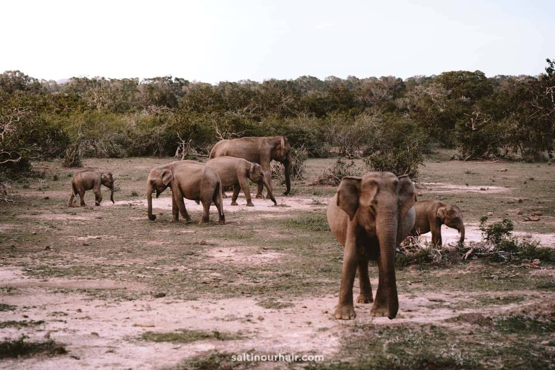 beste tijd bezoek yala nationaal park sri lanka