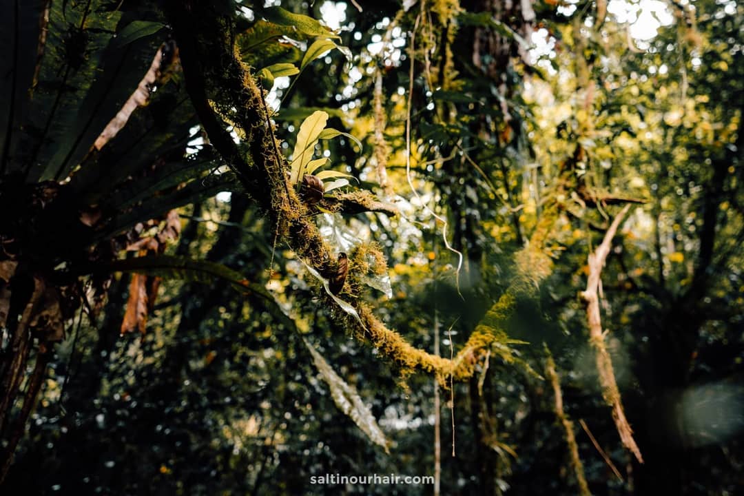 cameron highlands Jungle Trail