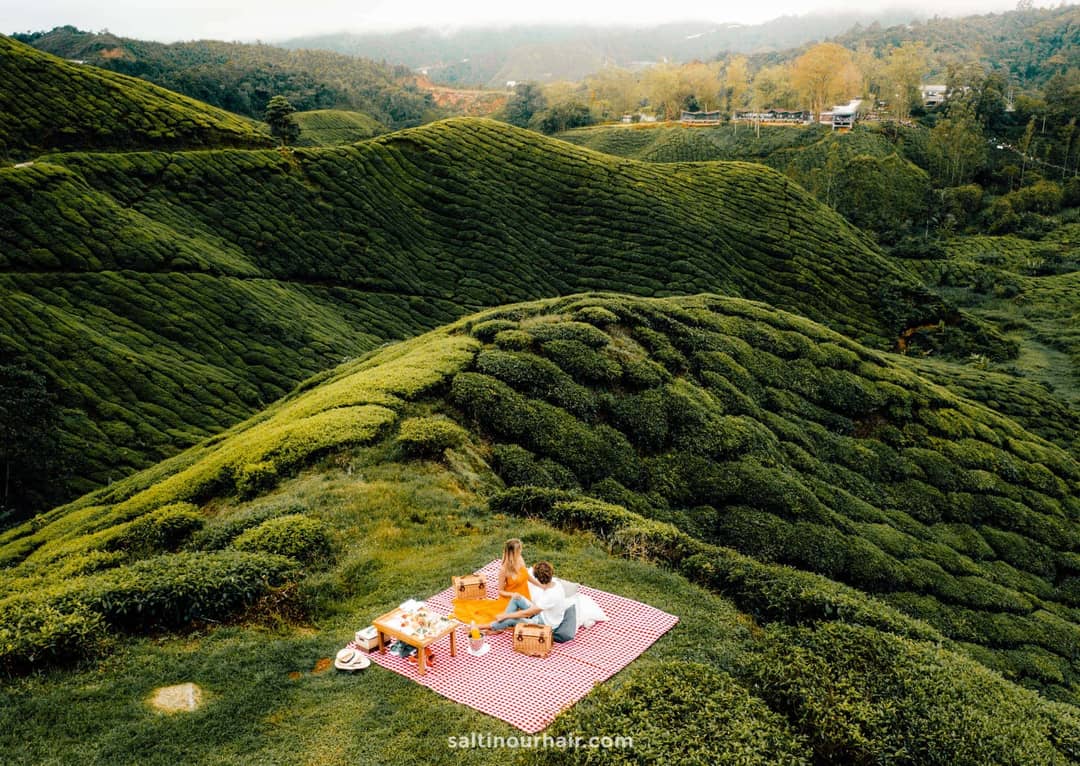 cameron highlands resort tea plantations picnic