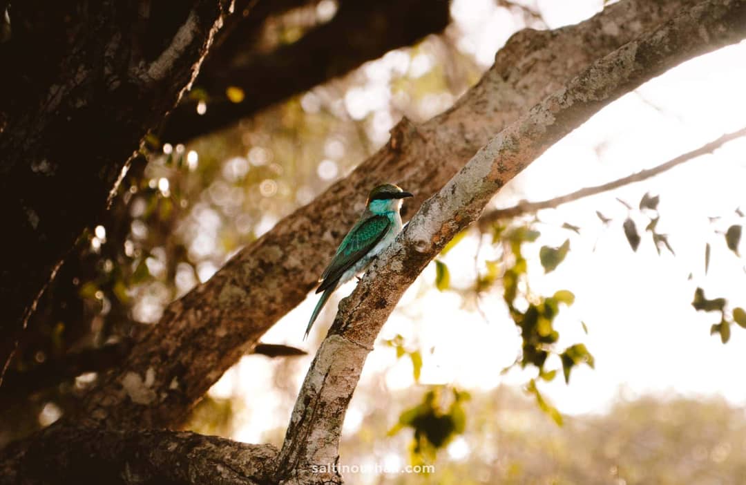 yala nationaal park sri lanka vogels