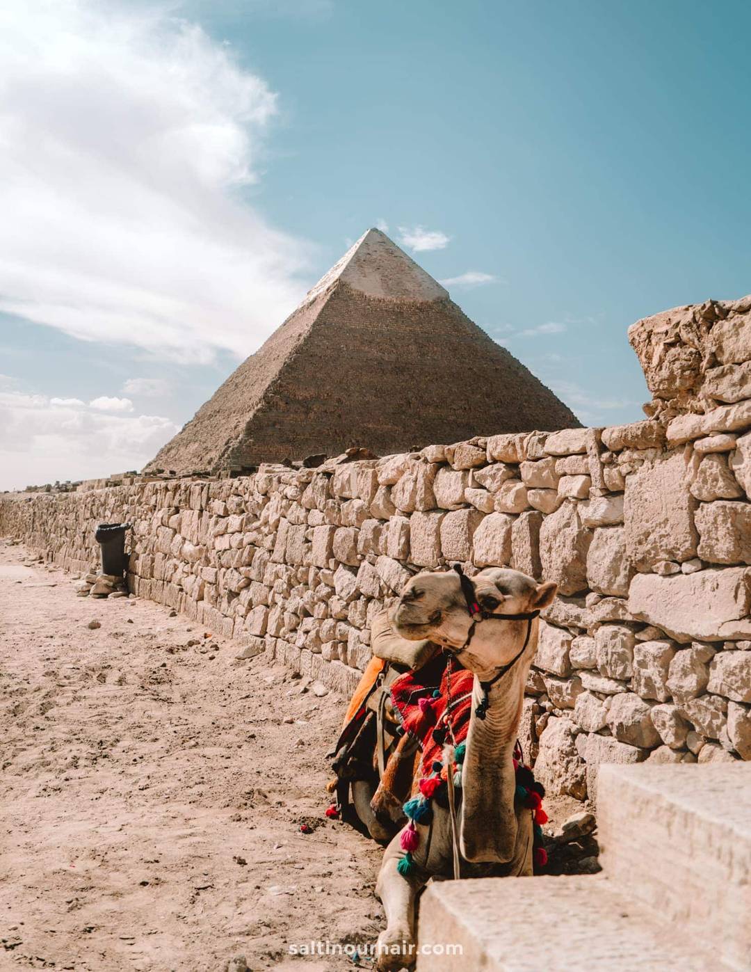 cairo pyramids giza camel