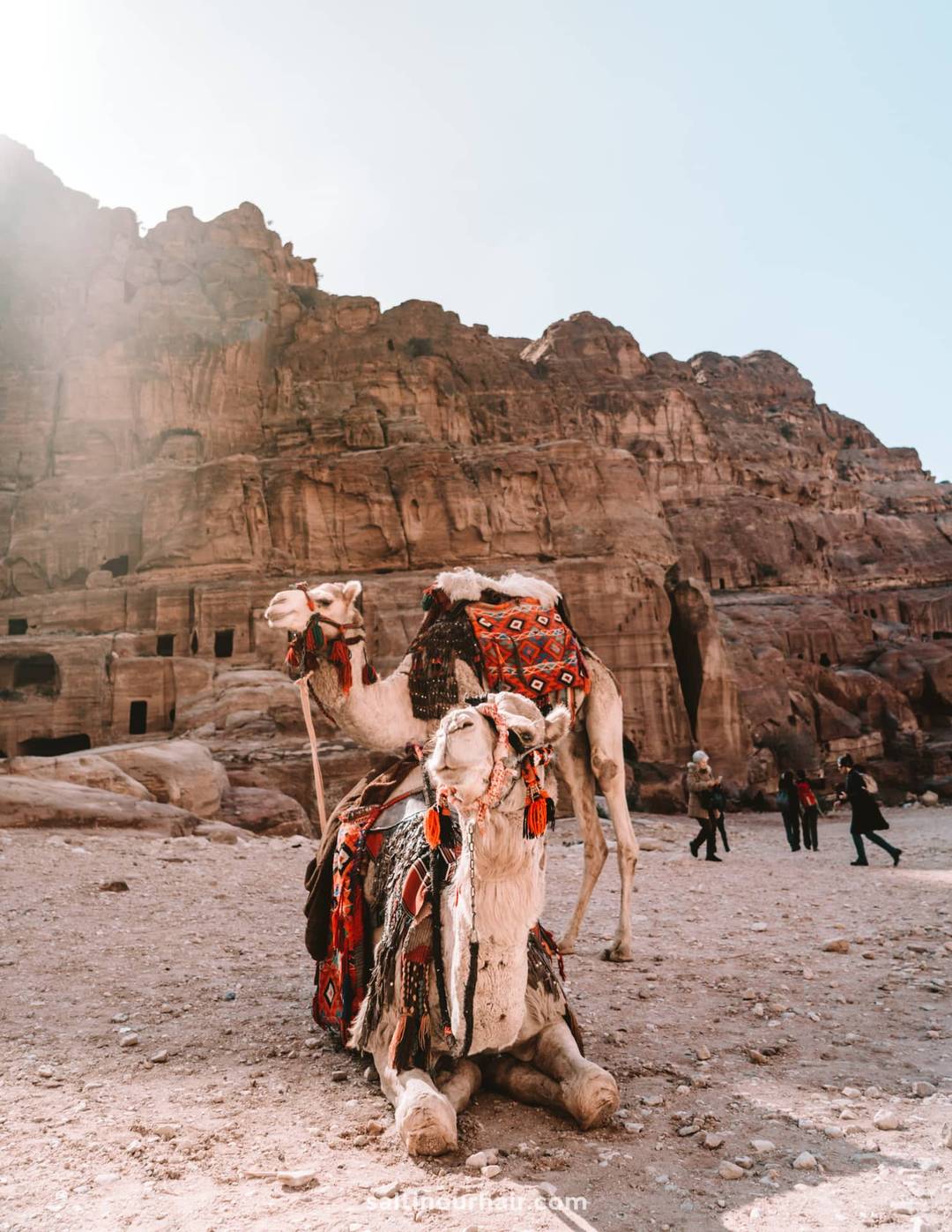 jordan camels