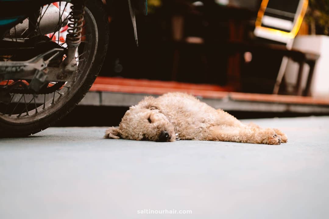 thailand eiland hond