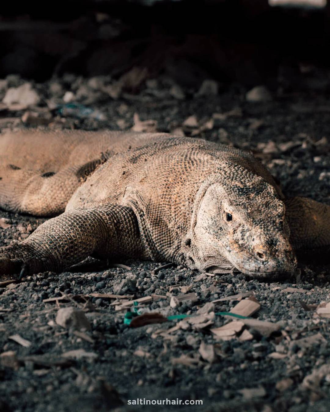 komodo dragon