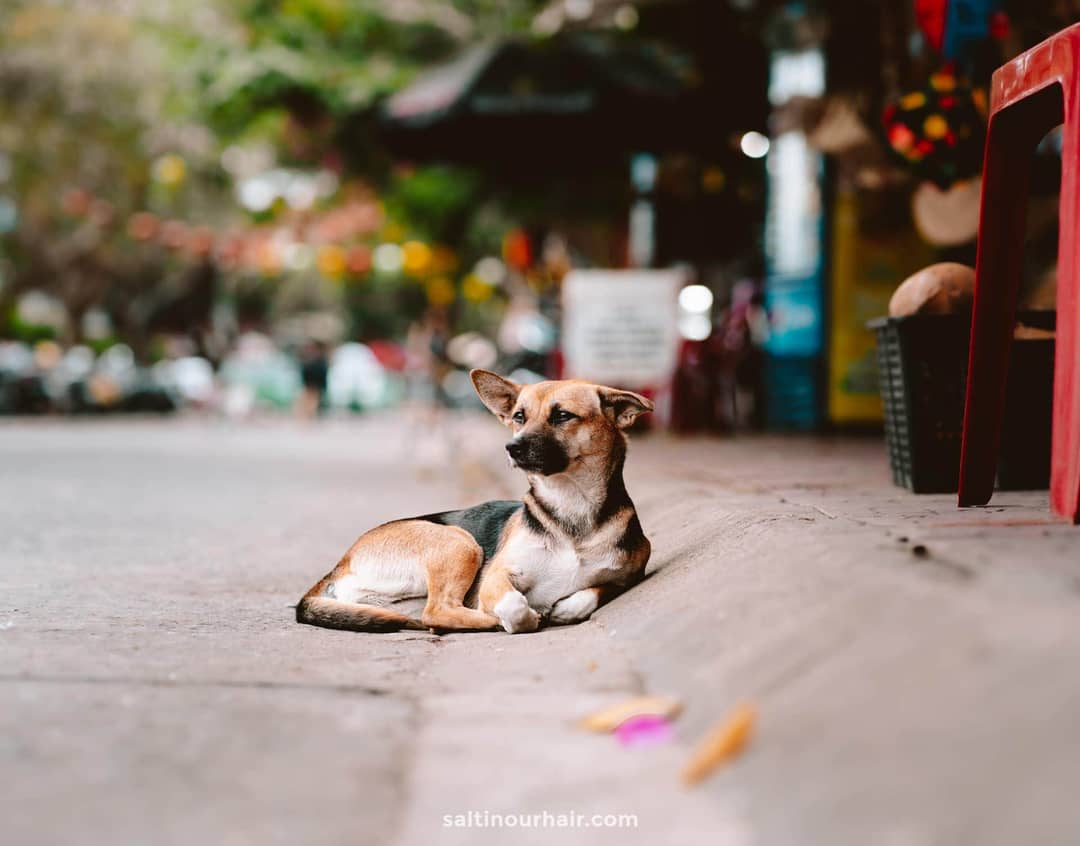 dog vietnam