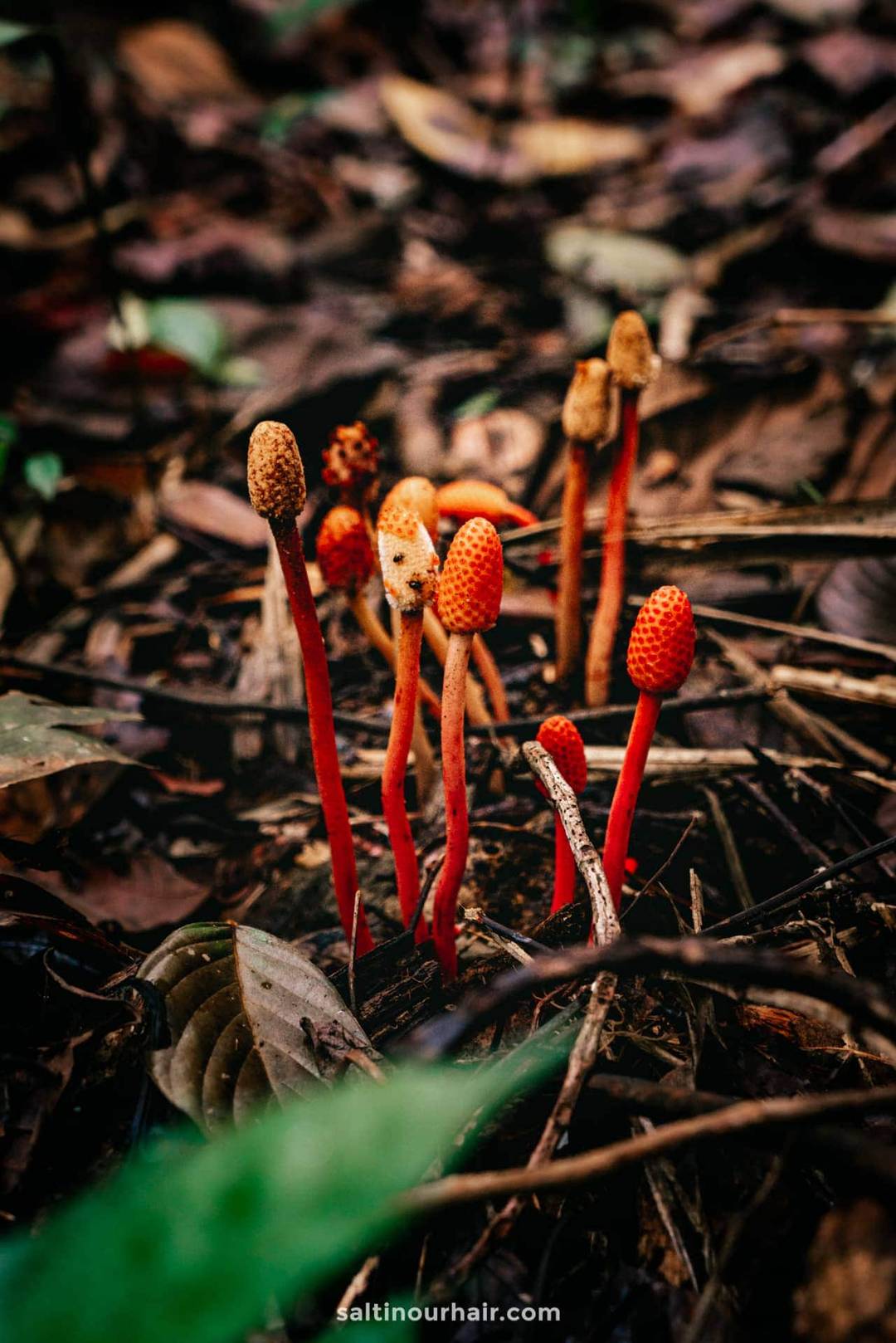 jungle