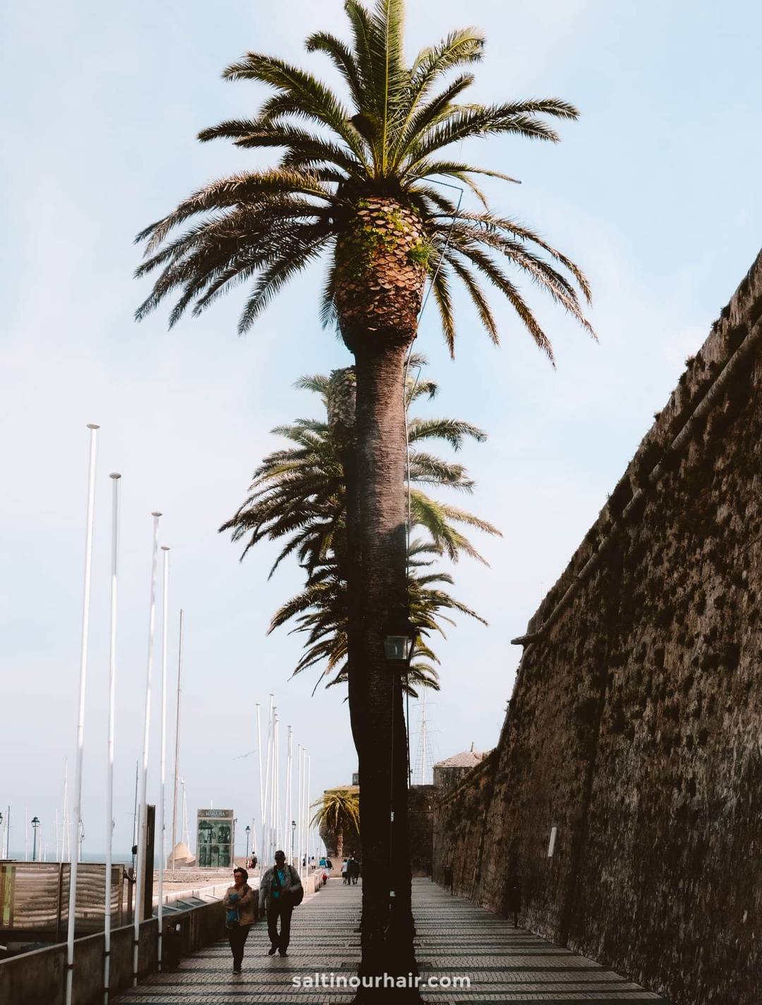 palmboom