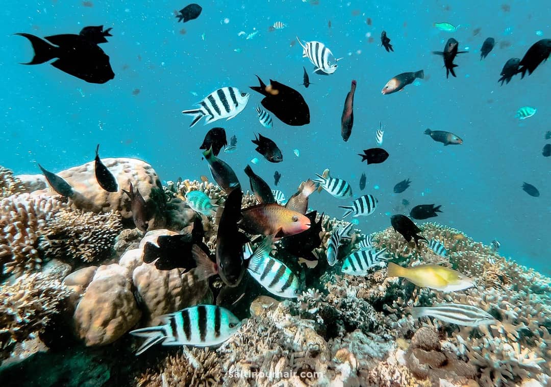 sustainable travel coral reef