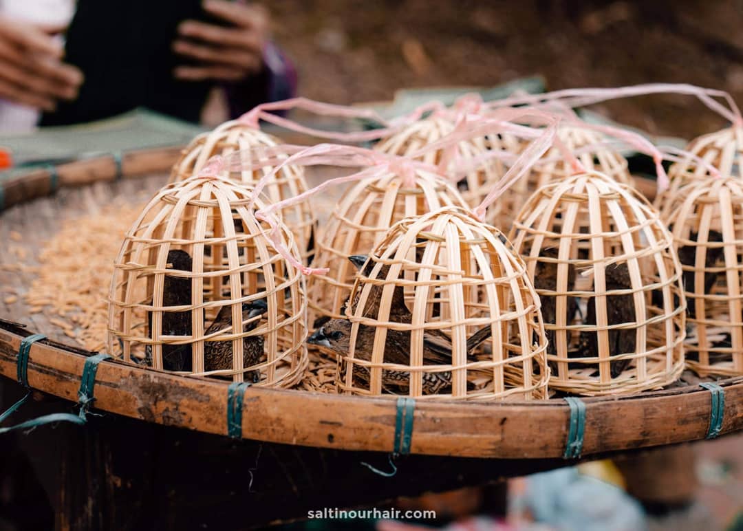 sustainable travel cruelty free