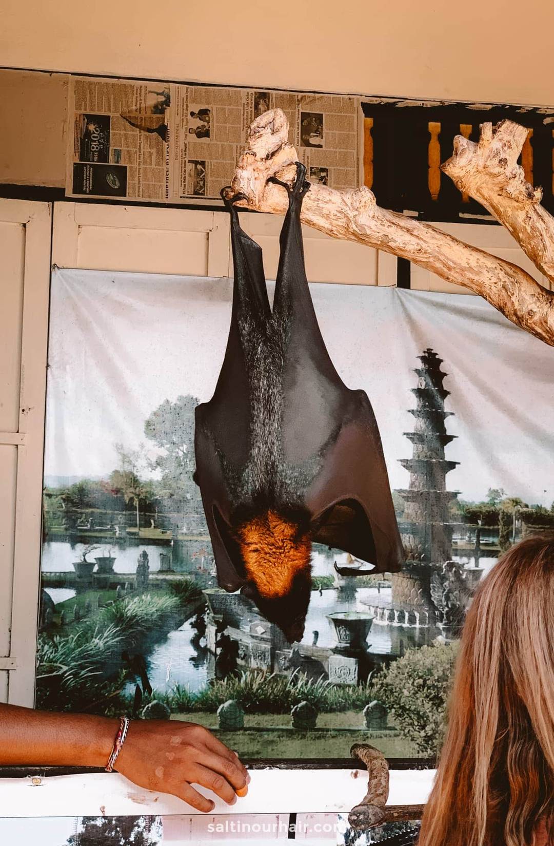 travel animal cruelty