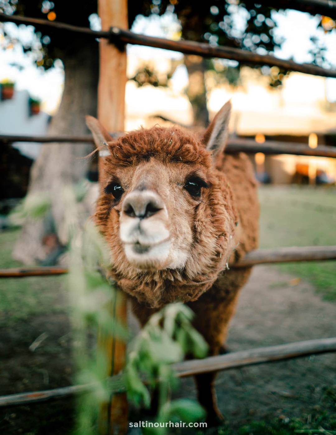 alpaca