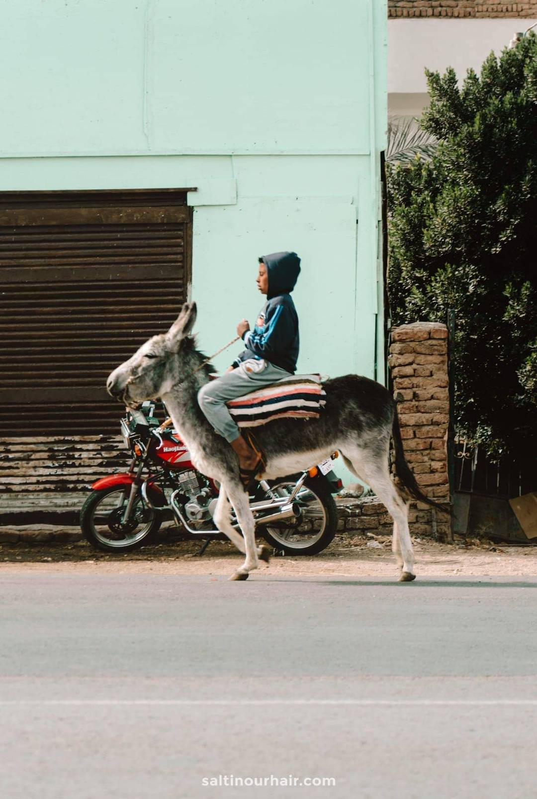 egypt donkey