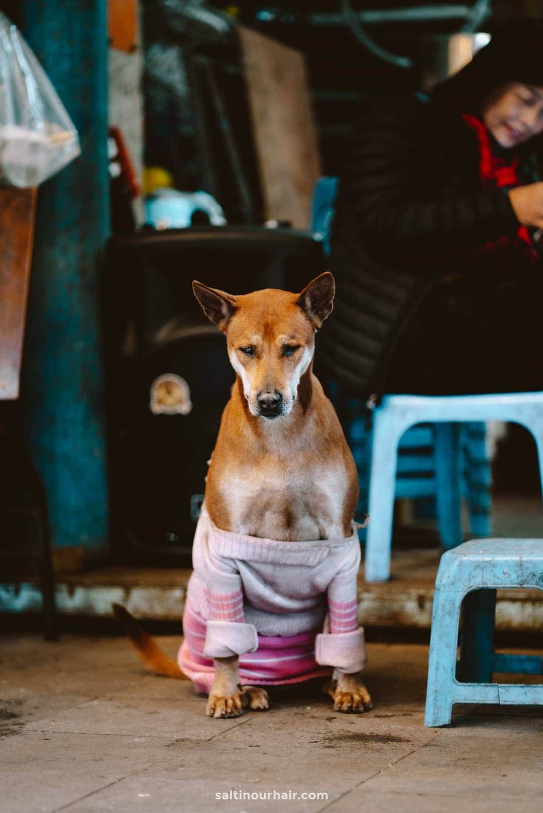 dog hanoi