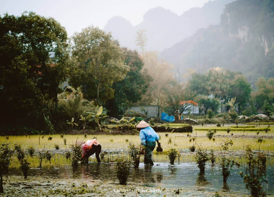 tam coc rice fields
