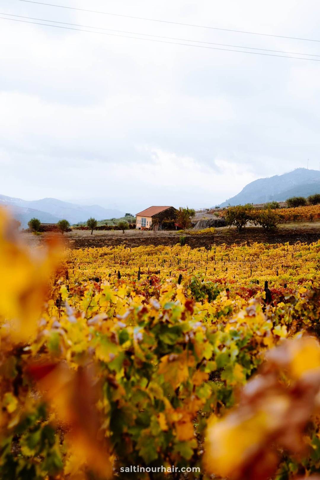 porto day trip Duoro Valley
