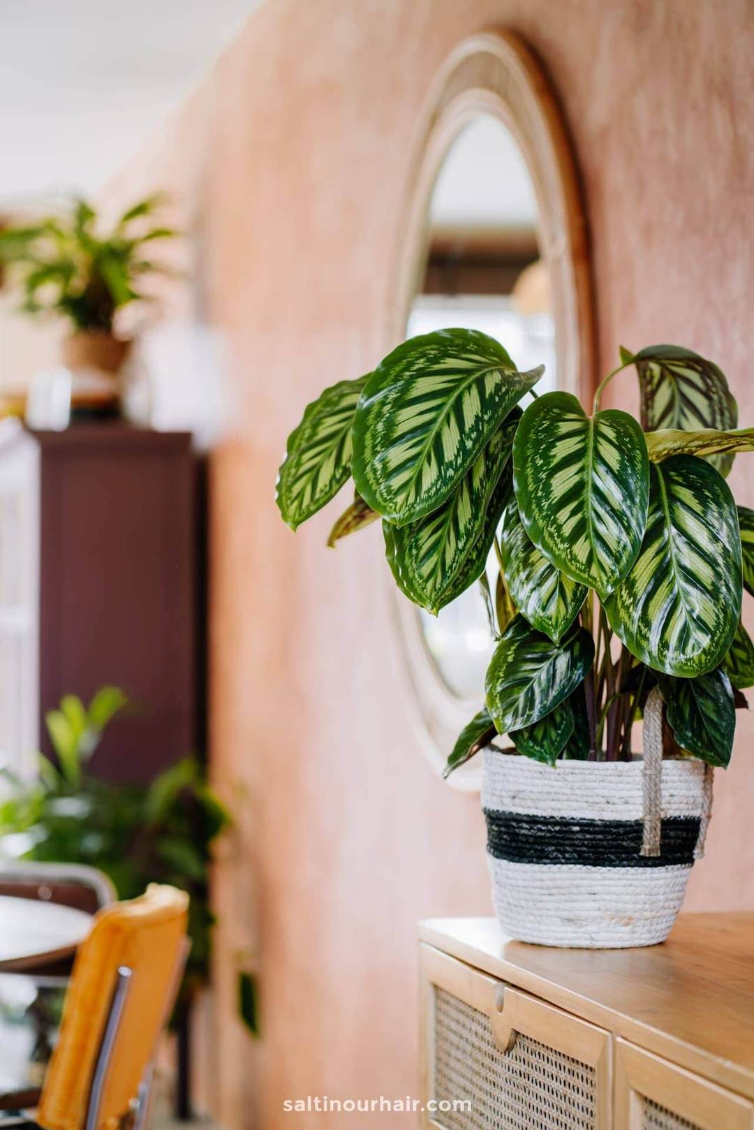 Travel Home Decor ideas plants