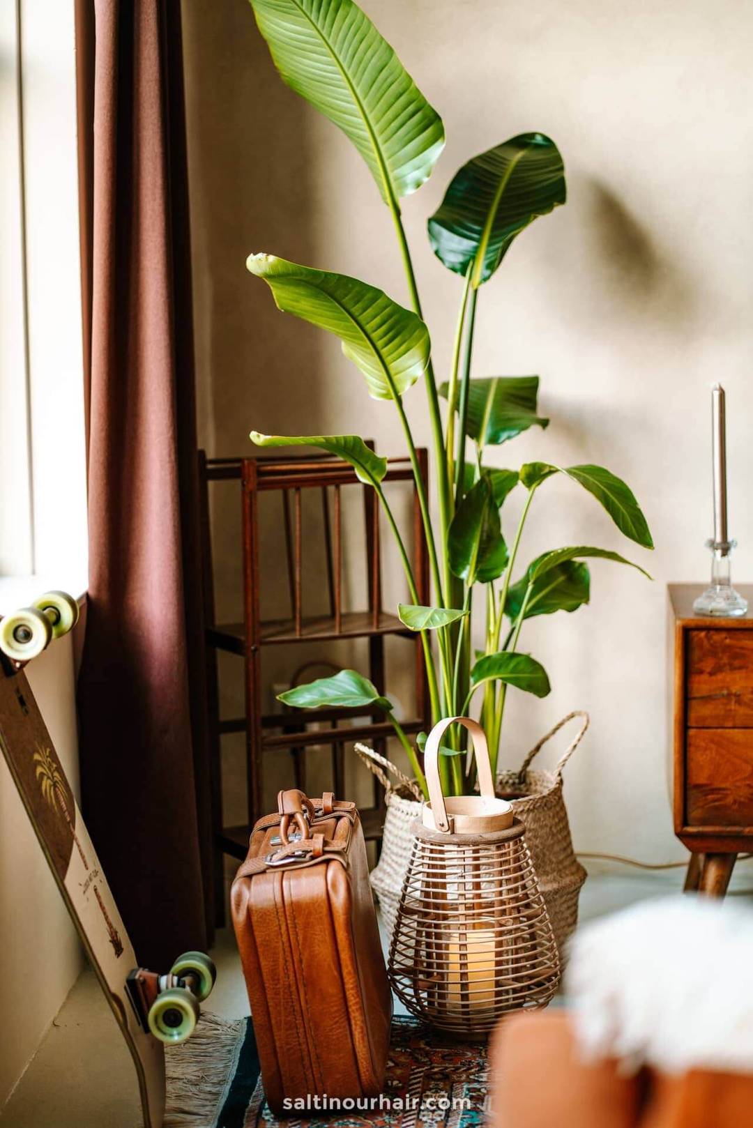 Travel Home Decor plants