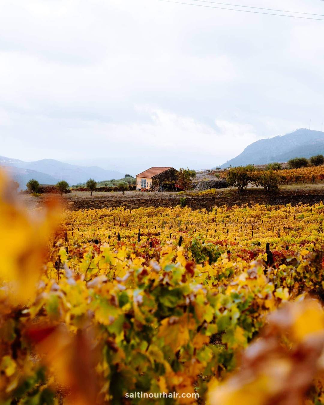 douro valley portugal wine tour