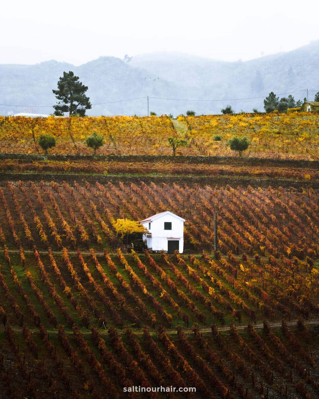 douro valley portugal wineries