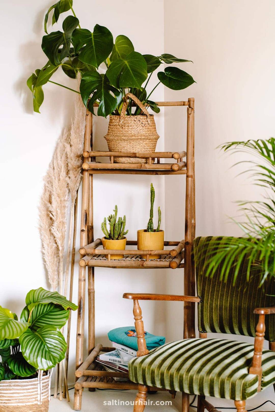home decor plants