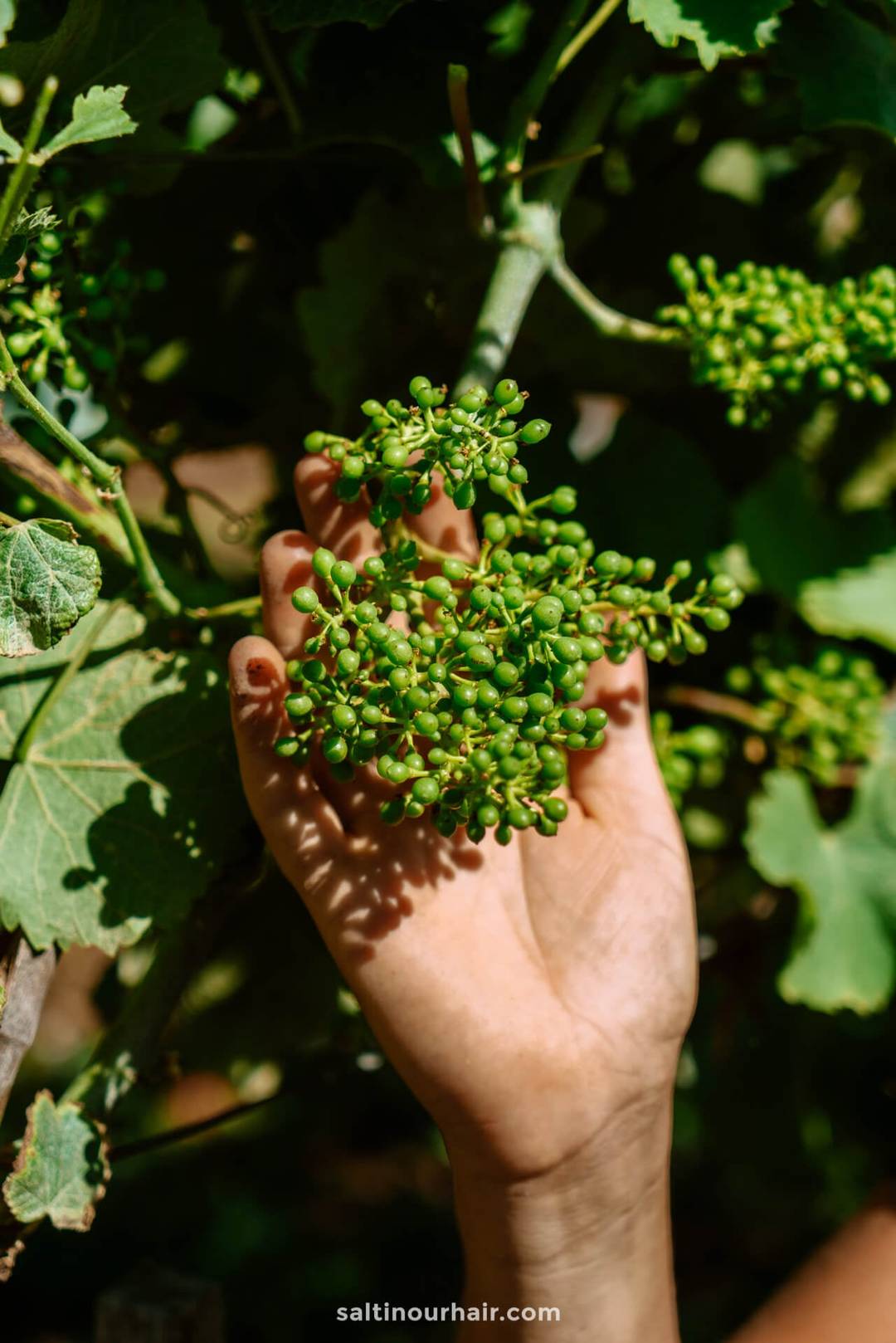 ile de re best things to do winery