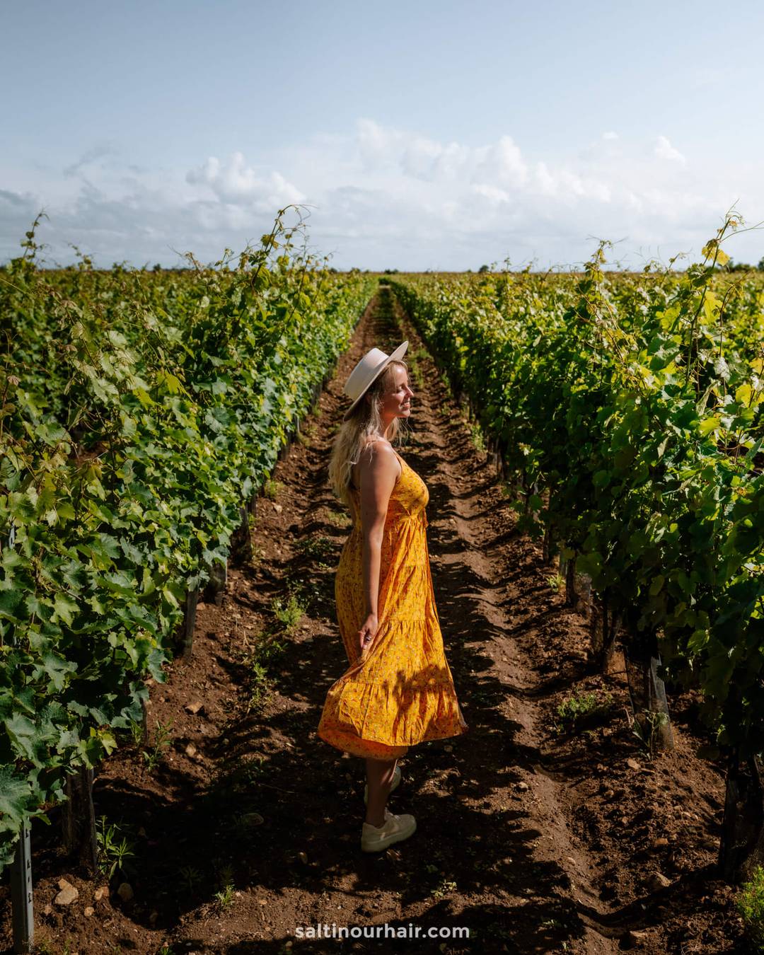 ile de re best things to do vineyards