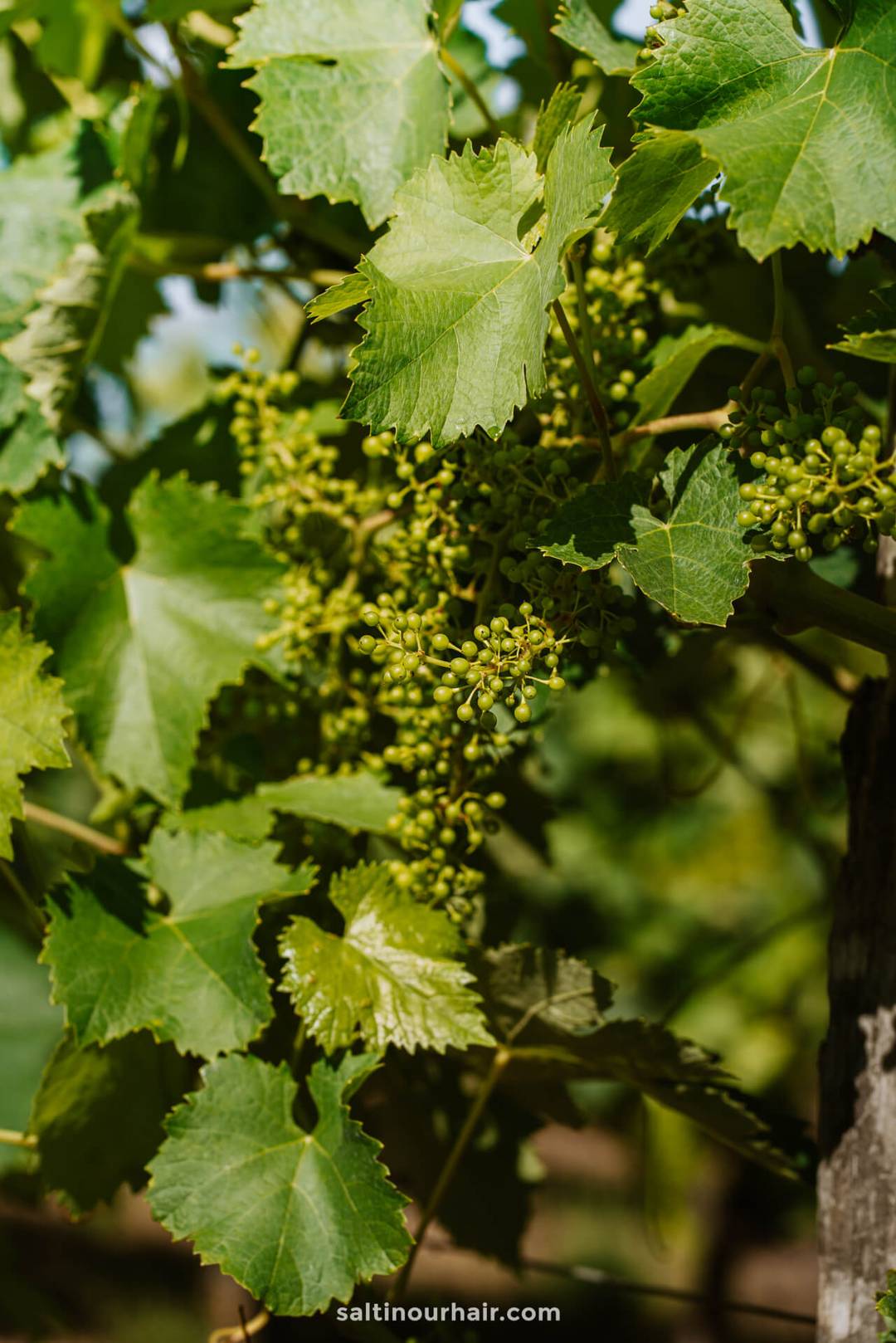 Aubeterre france vineyard