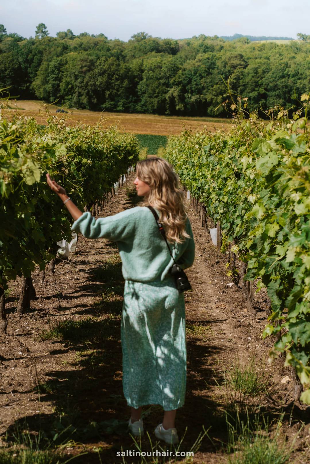 Aubeterre france vineyard