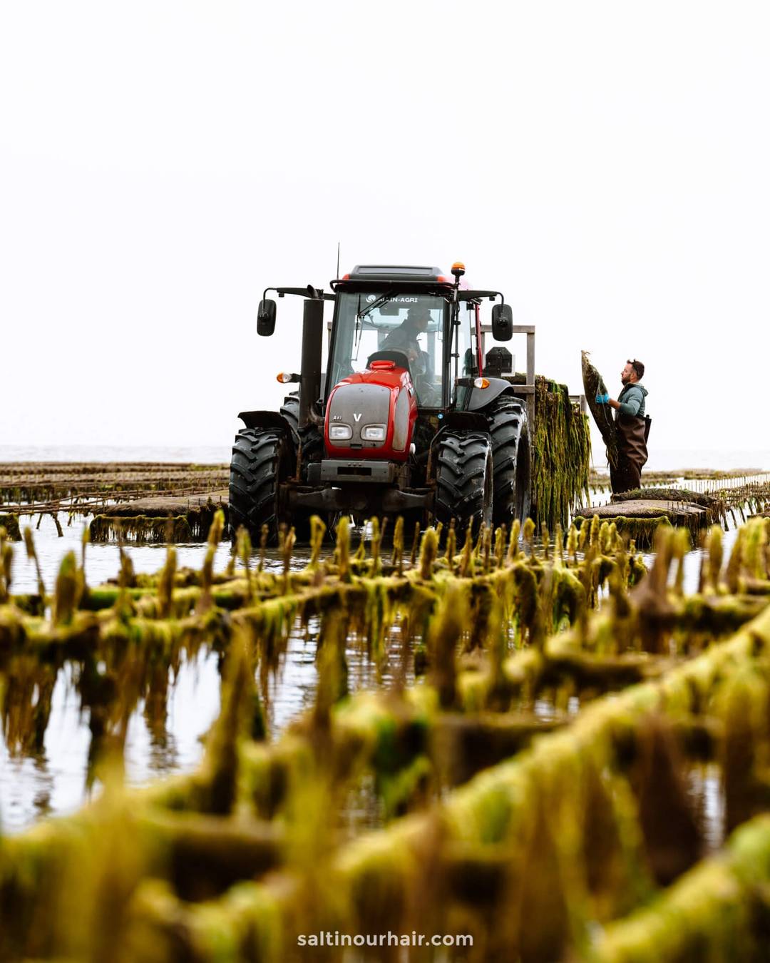 ile de re france oyster farm